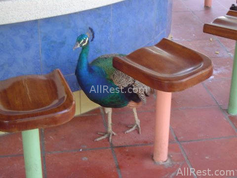Sandals Montego Bay 13